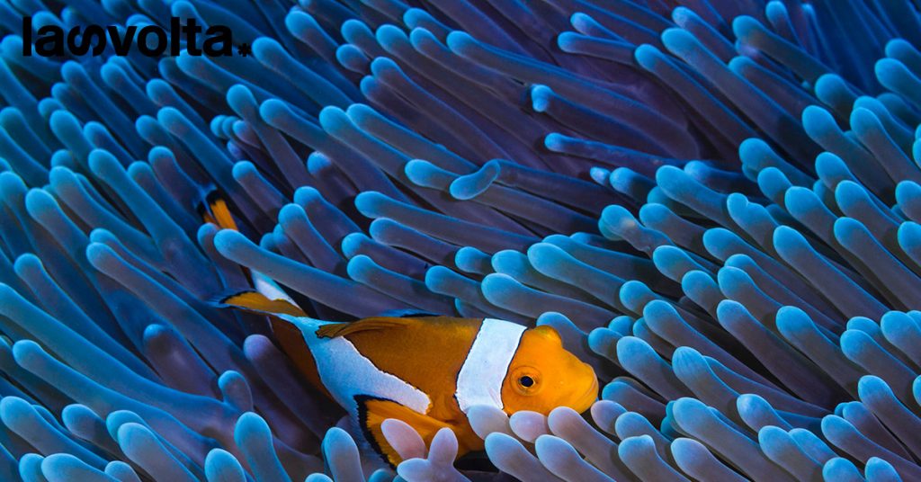 Pandemia e guerra non hanno colpito la blue economy