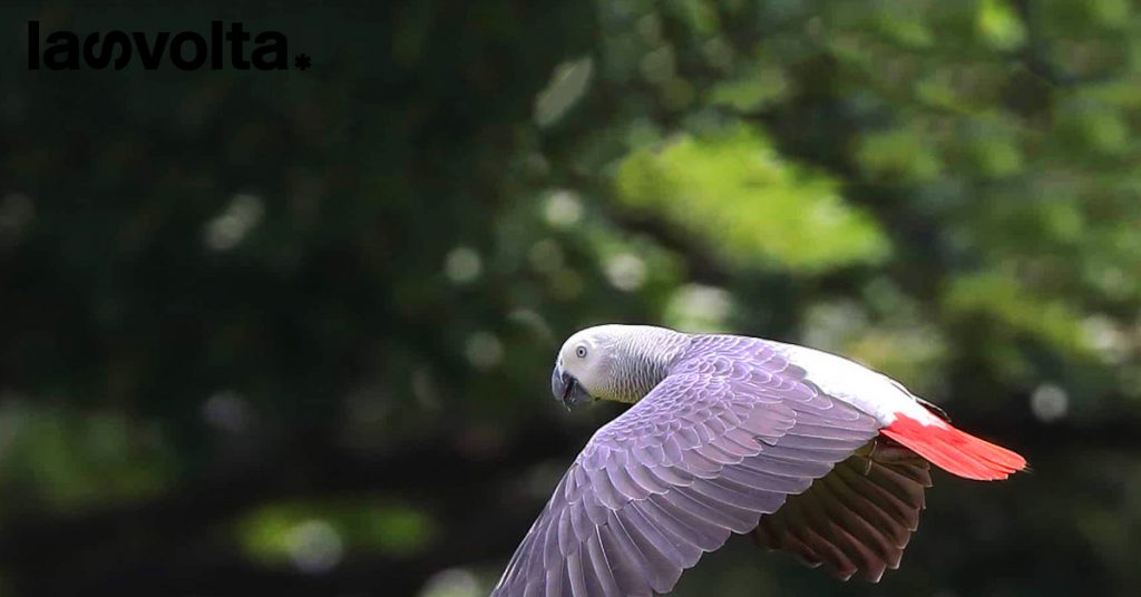 I trafficanti di flora e fauna selvatica operano sempre più nel dark web