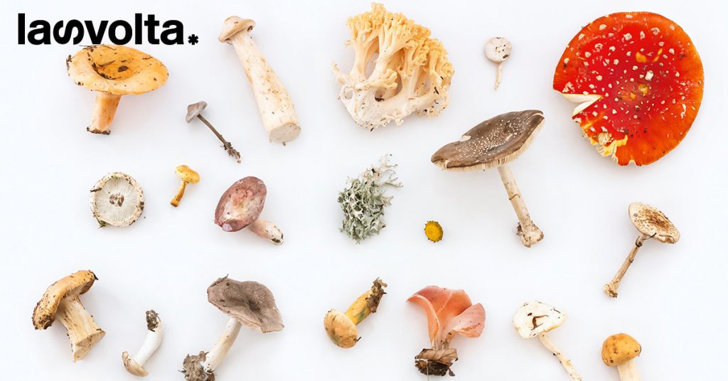 I funghi micorrizici catturano 1/3 della CO2