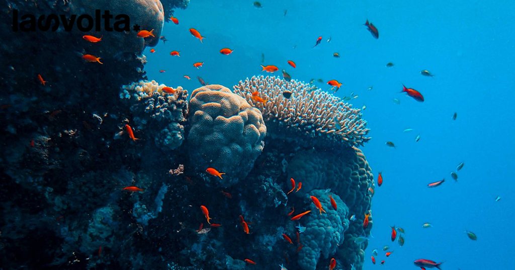 Giornata mondiale degli Oceani: tutto quello che devi sapere