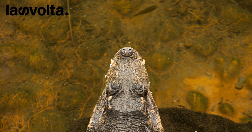 La nascita di una coccodrilla per partenogenesi ci fa riflettere sul legame tra ambiente e salute