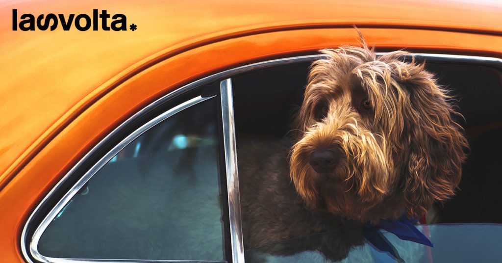 Posso rompere il finestrino di un’auto per salvare un cane?