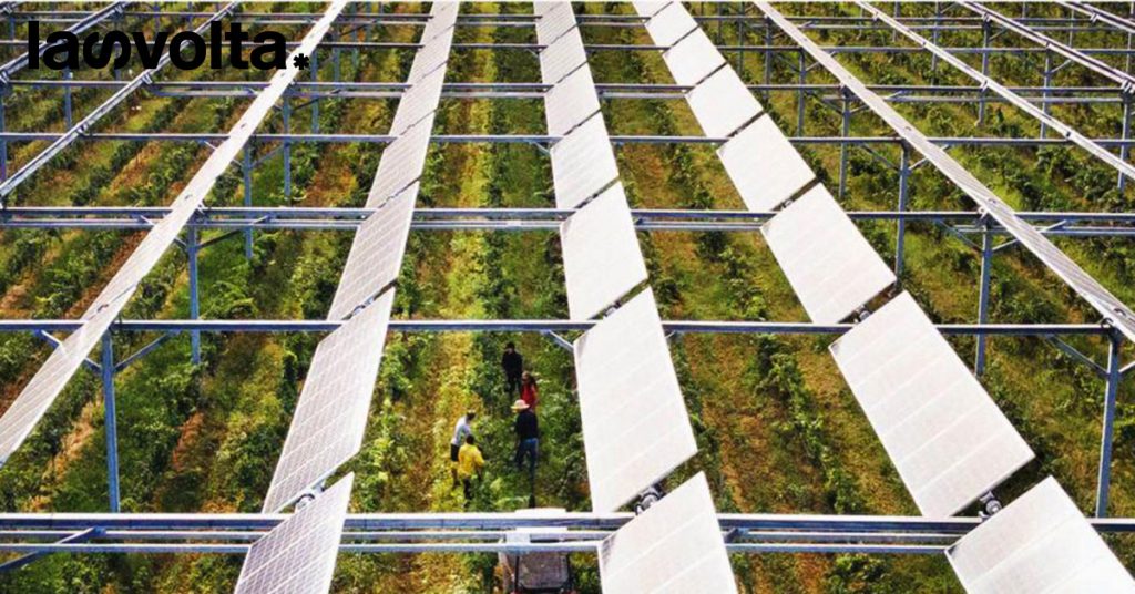 Il futuro del solare è l’agrofotovoltaico