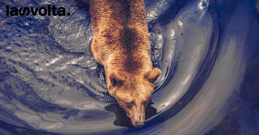 Jj4 potrebbe fare le valige? Gli animalisti: “Romania pronta a ospitarla”