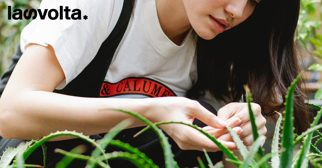 Aloe: fai bene sì o no?