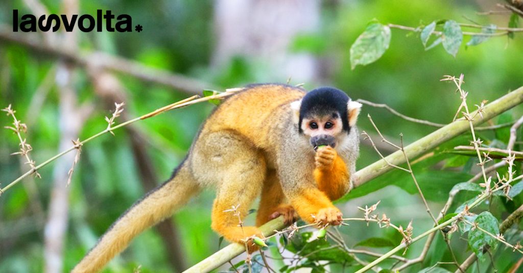 Foreste pluviali: come possiamo proteggerle?
