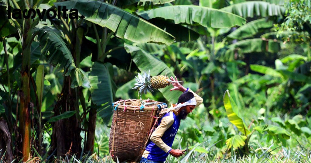 Ananas di sangue, la storia di aggressioni e morti in Kenya
