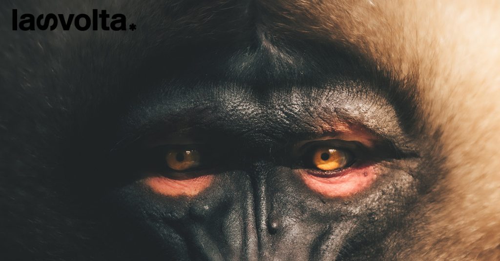 L’orrore delle Monkey haters e la responsabilità di chi guarda