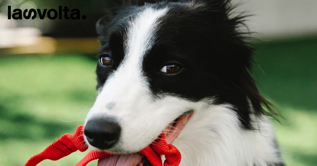 Lotta contro il cancro: e se i cani fossero gli alleati migliori?