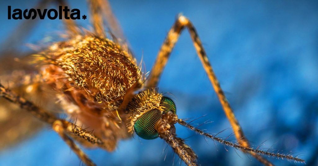 Virus del Nilo occidentale: i contagi maggiori sono in Italia
