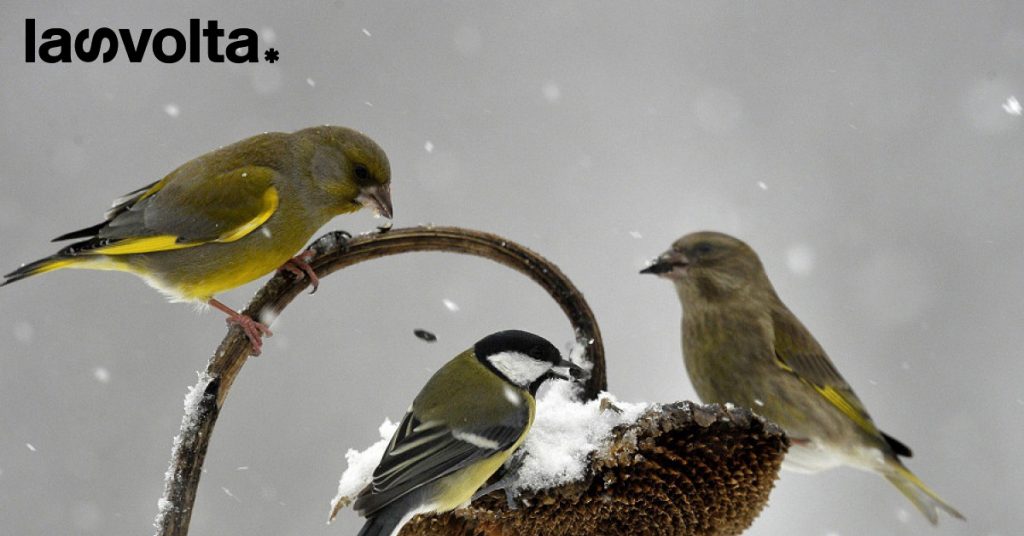 Come il climate change condiziona piante e animali?