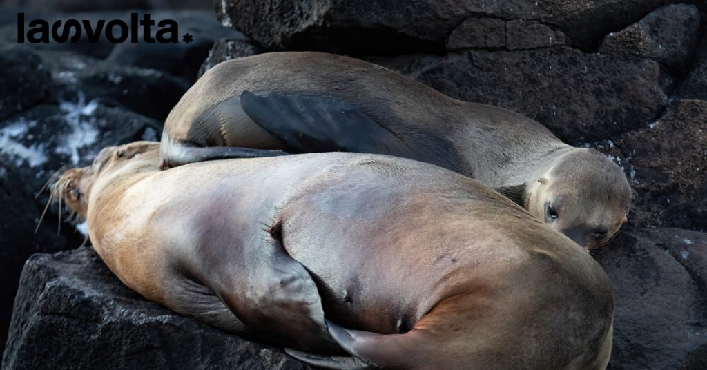 Un focolaio di aviaria sta minacciando la biodiversità delle Galapagos