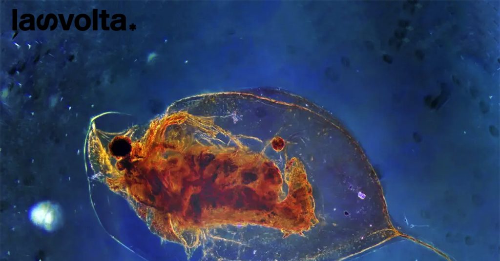 Le pulci d’acqua depurano le acque reflue