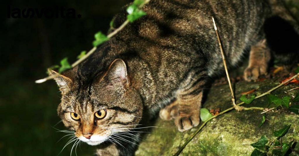 Gatto selvatico: la Scozia ha un piano per salvarlo