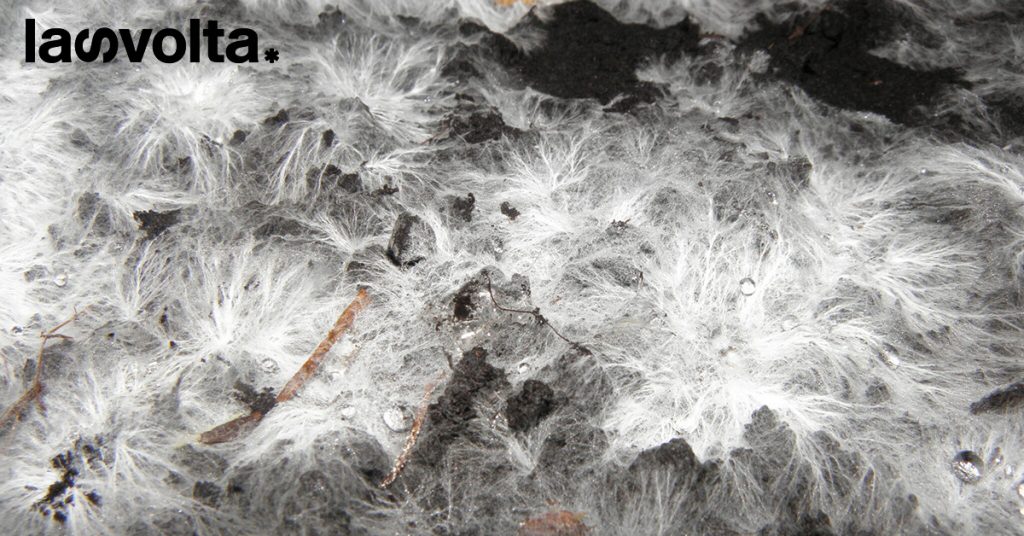 La responsabilità collettiva è una legge di natura