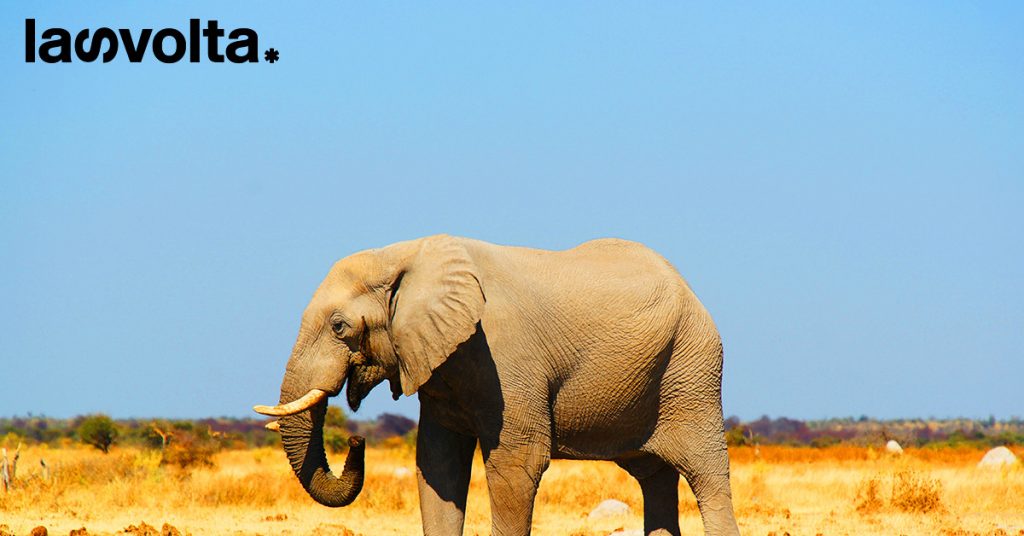 Evviva! Le popolazioni degli elefanti africani si stanno stabilizzando