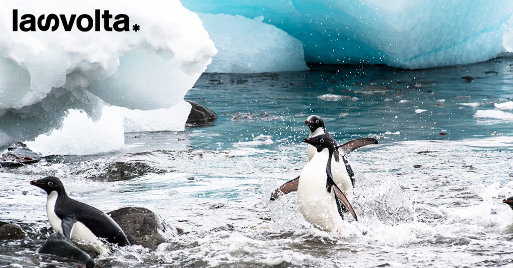 Oceani sempre più acidi mettono a rischio gli habitat antartici