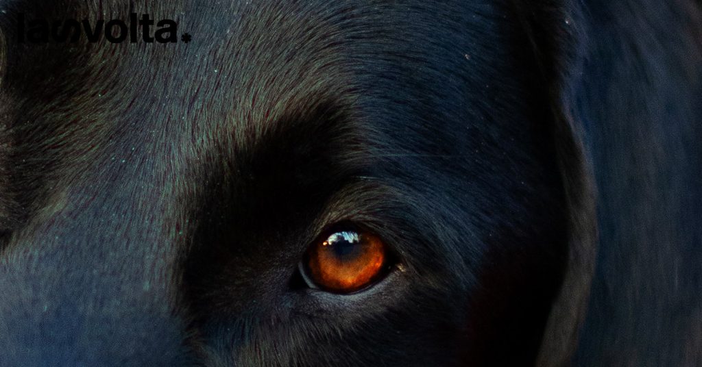 Aron: cresce la polemica sulle pene (mancate) per chi maltratta gli animali