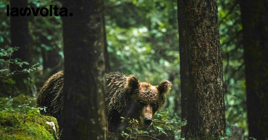 Trento: l’uccisione dell’orso M90 e l’insurrezione del mondo ambientalista