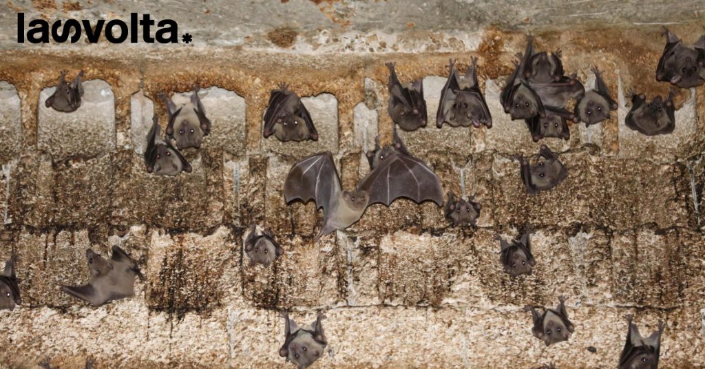 Giù le mani dai pipistrelli