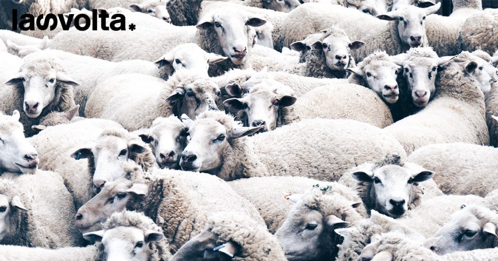 Le associazioni verdi: “Serve una transizione ecologica per gli allevamenti intensivi”