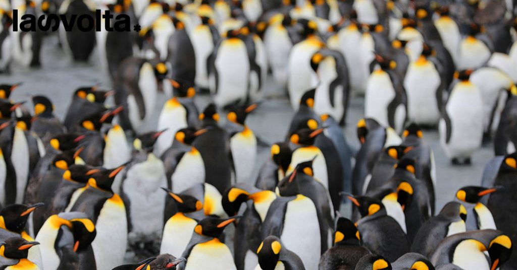 Antartide: l’arrivo dell’influenza aviaria minaccia il futuro dei pinguini (e non solo)