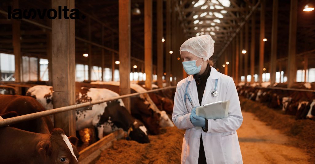 ONU: bloccare gli investimenti sugli allevamenti intensivi