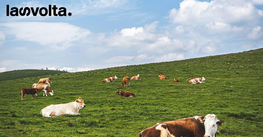 Ridurre il consumo di carne ha effetti benefici sul cambiamento climatico