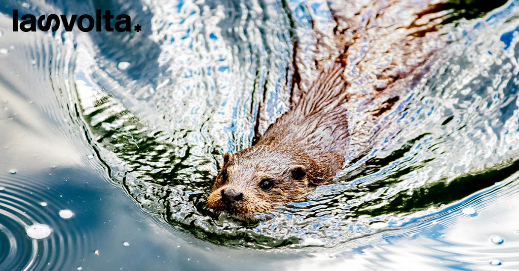 Il massacro delle nutrie
