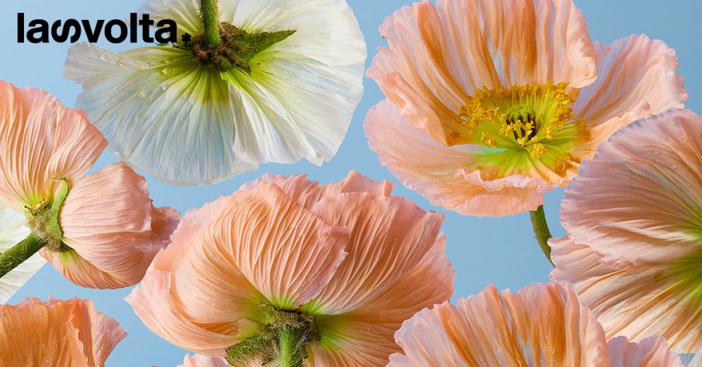 Crisi climatica: che mondo sarebbe senza primavera?