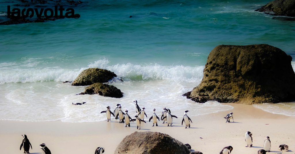 Come salvare i pinguini africani