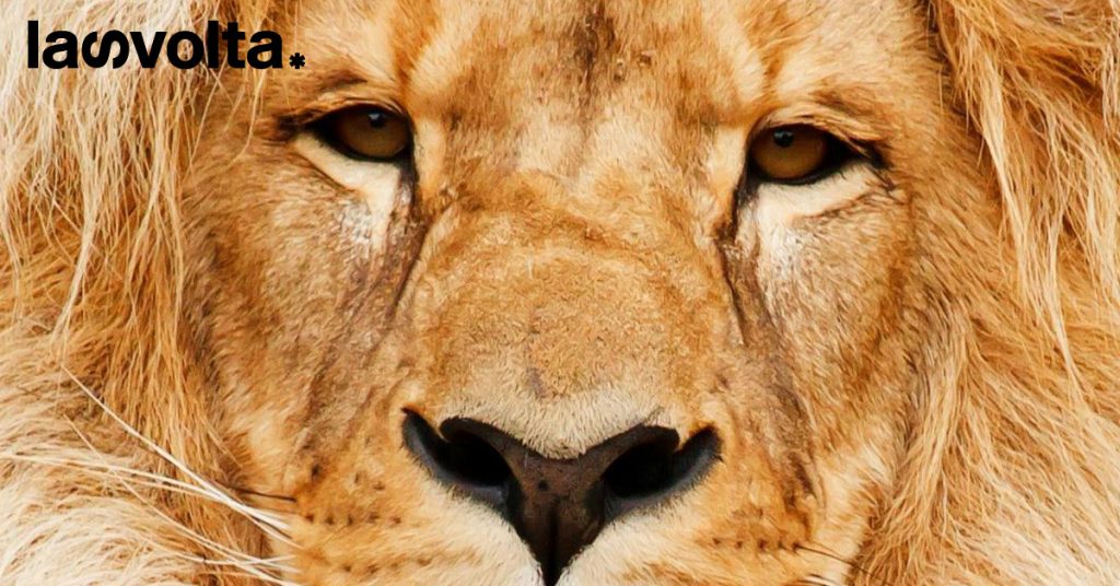 Sudafrica: i leoni non saranno più allevati per cacciare?