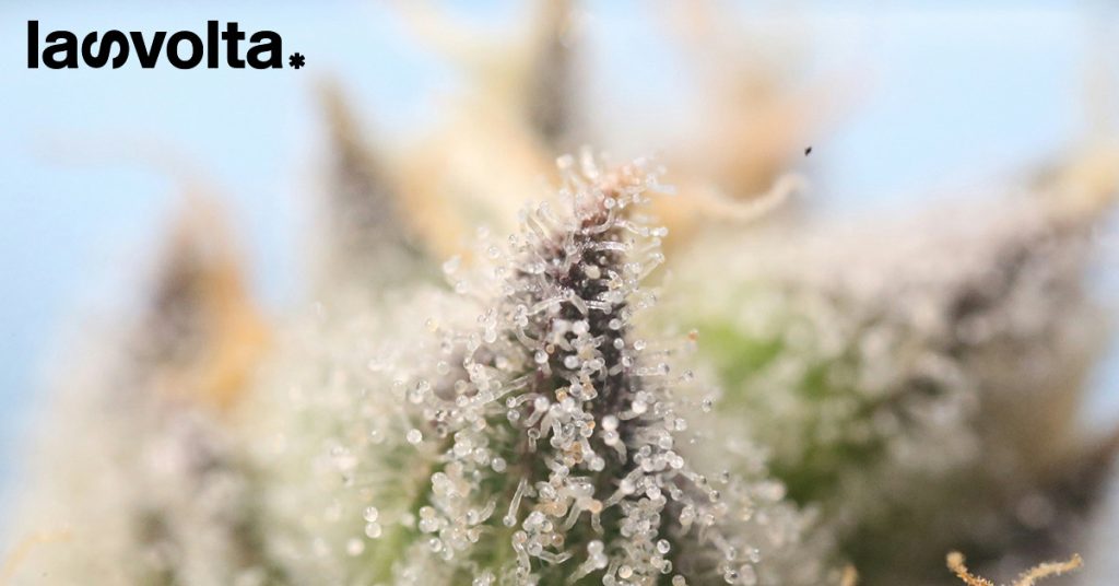 Assumere marijuana può aumentare il rischio di infarto e ictus