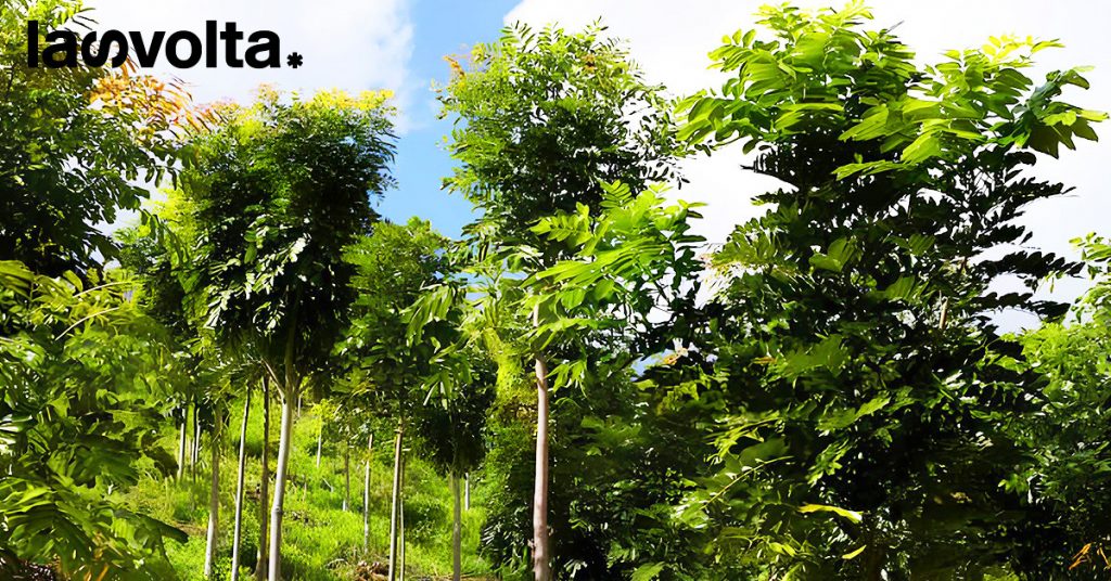 Guuud Niuuuz: i minatori vogliono ripristinare la Foresta Amazzonica (e altre cose belle)