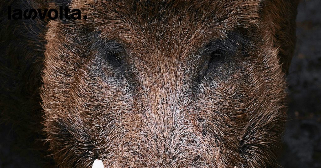 Peste suina: cinghiali a rischio abbattimento per salvare i prosciutti