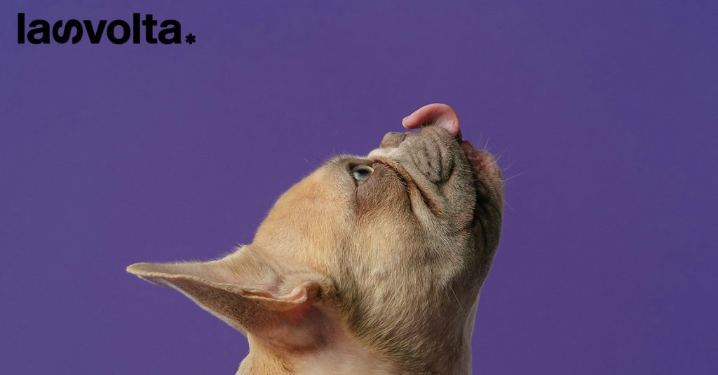 Il Puppy Yoga in Italia è diventato illegale