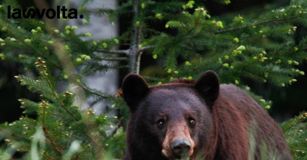 Men vs Bear: perché le donne scelgono l’orso