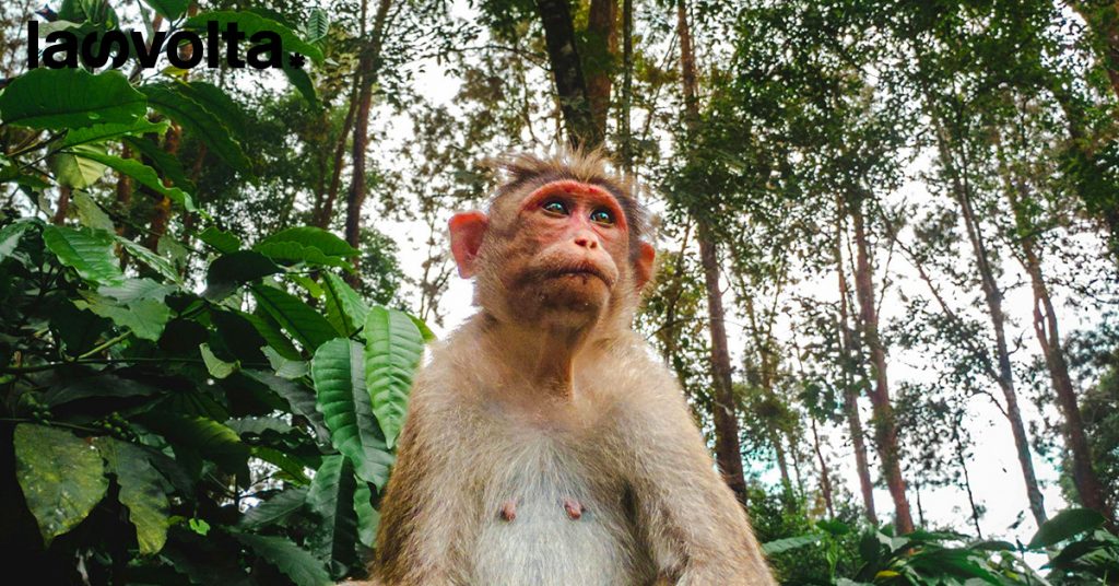 Gli scimpanzé muoiono per i nostri raffreddori