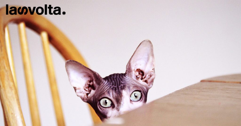 Qual è il gatto più longevo (e quale meno)?