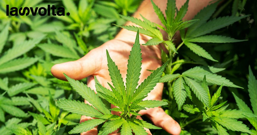 Usa: qual è l’impatto economico della riclassificazione della cannabis?