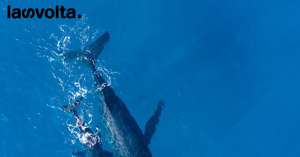 Che cosa dice la Proposta di risoluzione per fermare la grindadráp nelle Isole Faroe