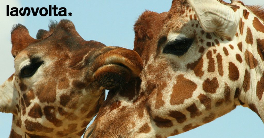 Il circo con animali è un ambiente di violenza e controllo