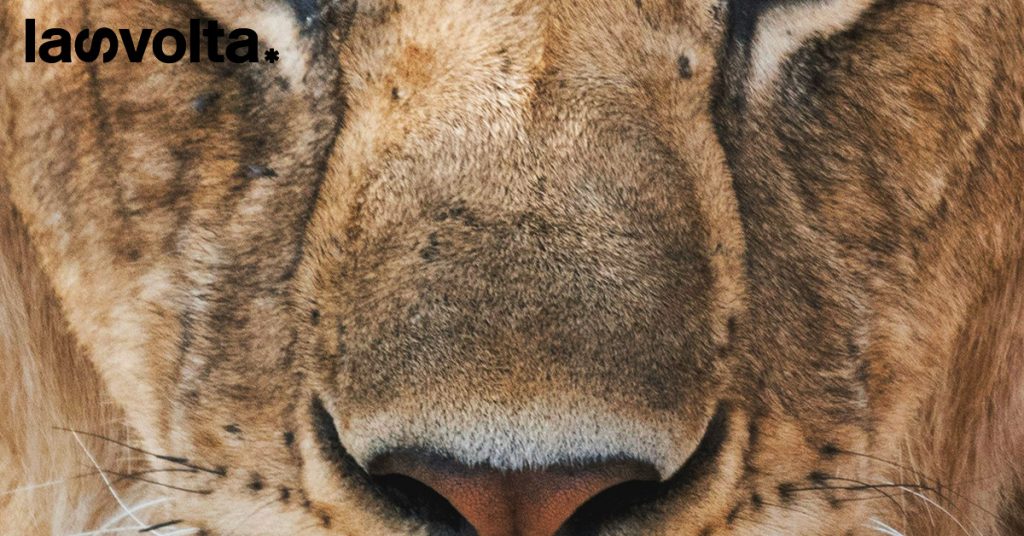 Biodiversità: tre documentari per capirci di più