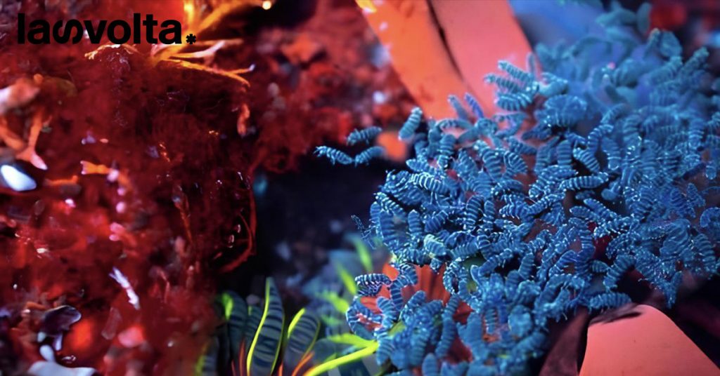 Galles: la luce ultravioletta mostra la fluorescenza di flora e fauna