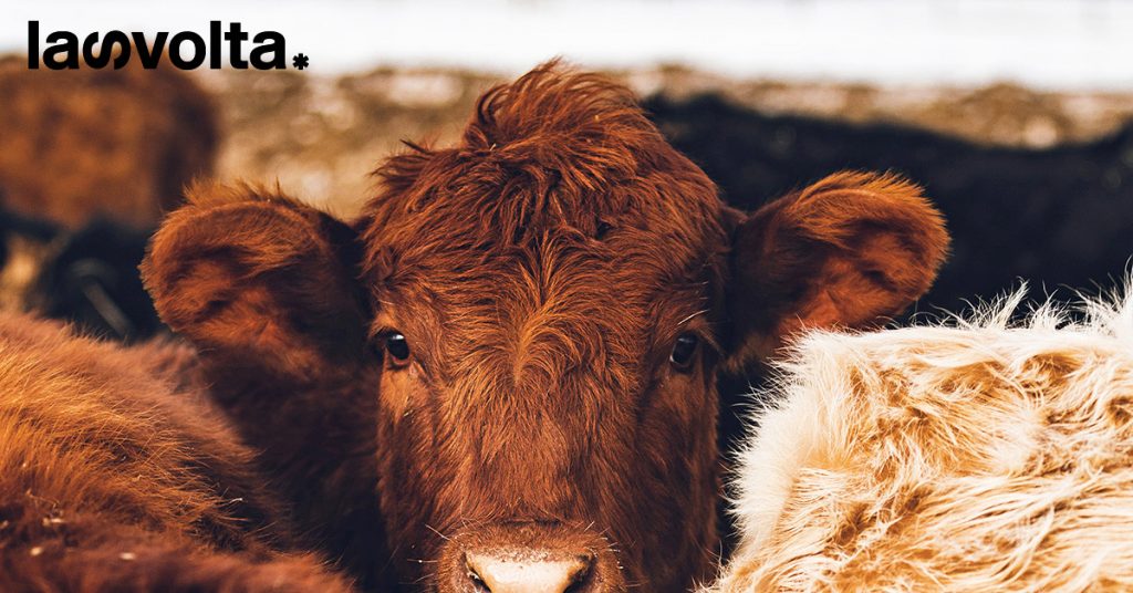 Aviaria Texas: virus trovato in mucche e acque reflue