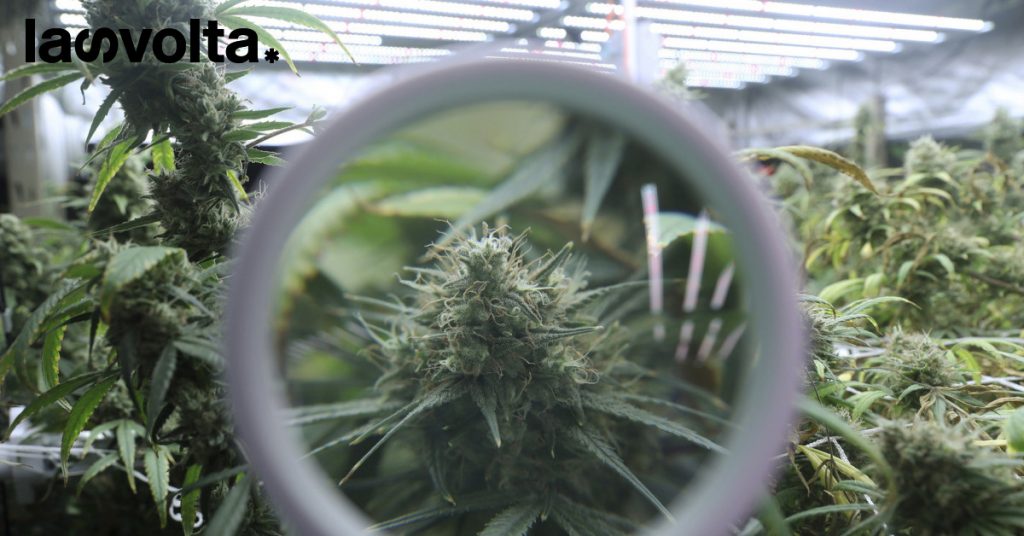 Negli Stati Uniti la cannabis è legale?