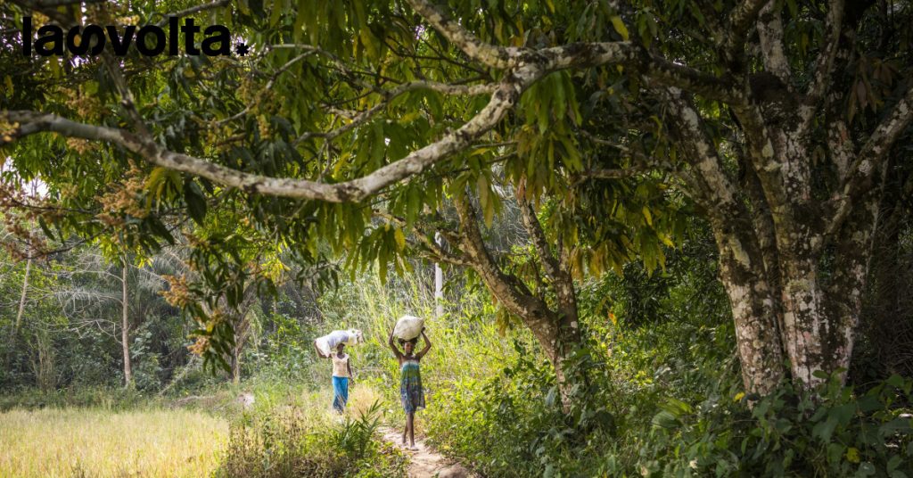 Foreste: l’ABC della Fao per salvarle