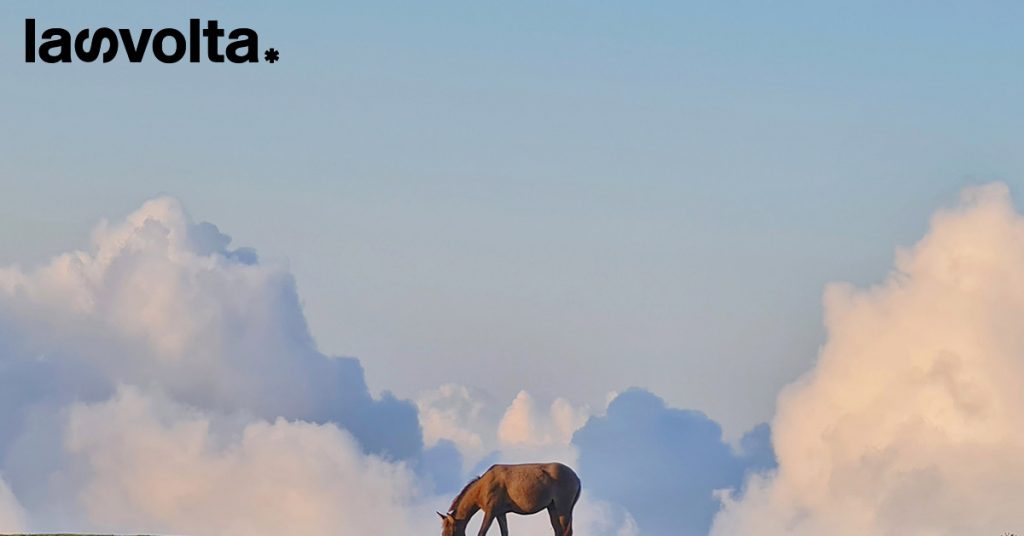 Tuteliamo gli animali, come ci dice la Costituzione