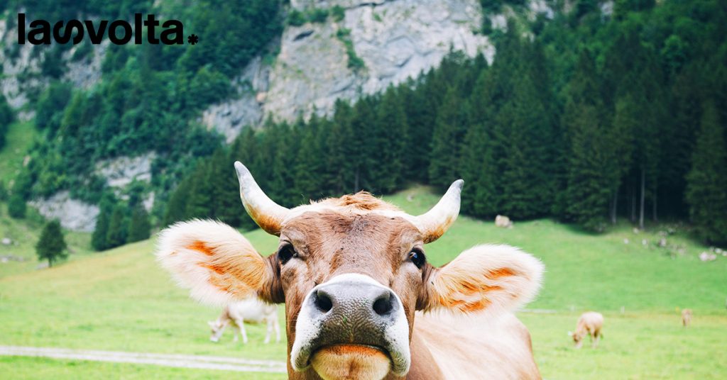 La Nuova Zelanda tassa i rutti (dei ruminanti)