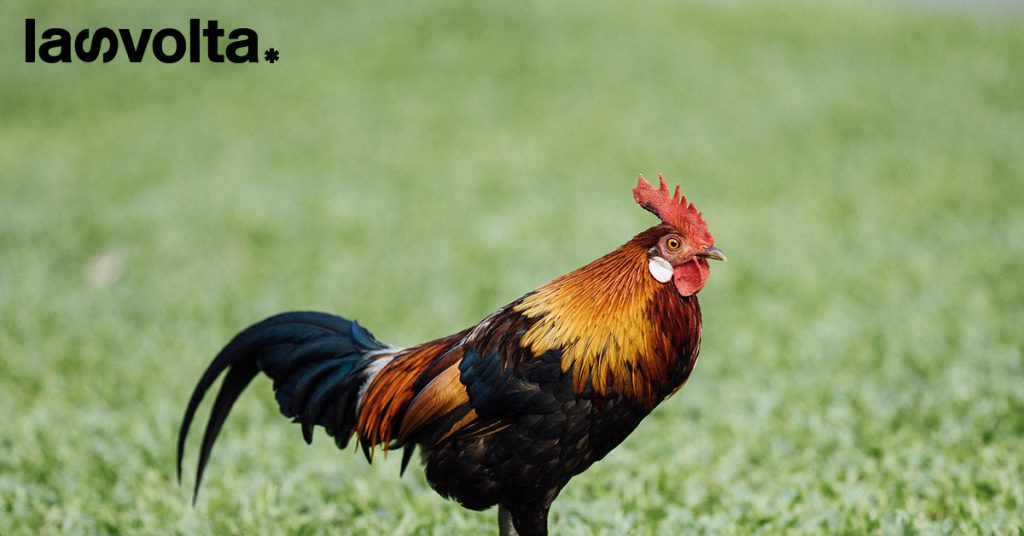 Pollo a chi?